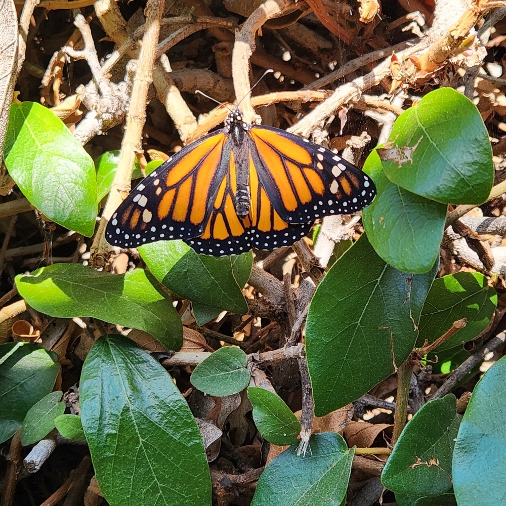 Extra Label - Picture 5 of 8